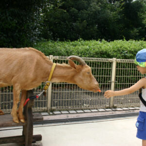 ふれあい動物広場（相模原麻溝公園）