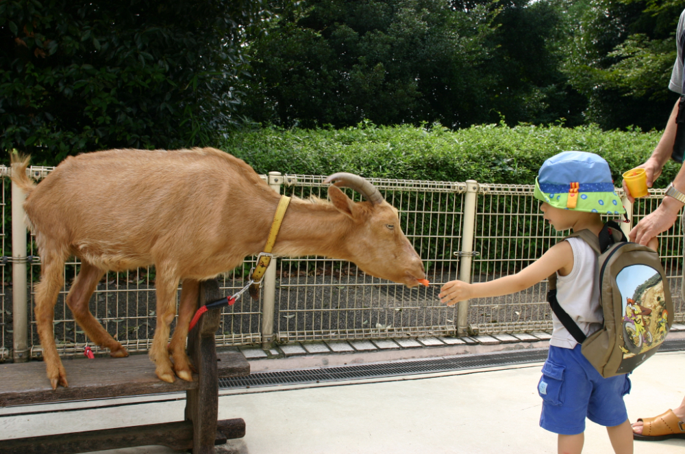 ふれあい動物広場 相模原麻溝公園 公益社団法人 相模原市観光協会ホームページ いい さがみはら ふれあい動物広場 相模原麻溝公園 公益社団法人 相模原市観光協会ホームページ いい さがみはら