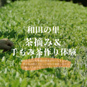 茶摘み＆手もみ茶作り体験