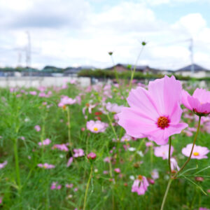小松コスモス園