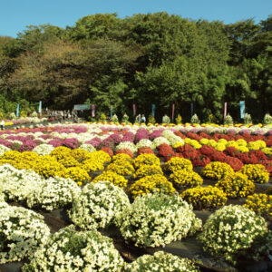 新磯のざる菊