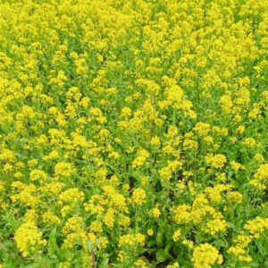 なかざわ夢くらぶ・菜の花畑【令和8年度は公開中止】