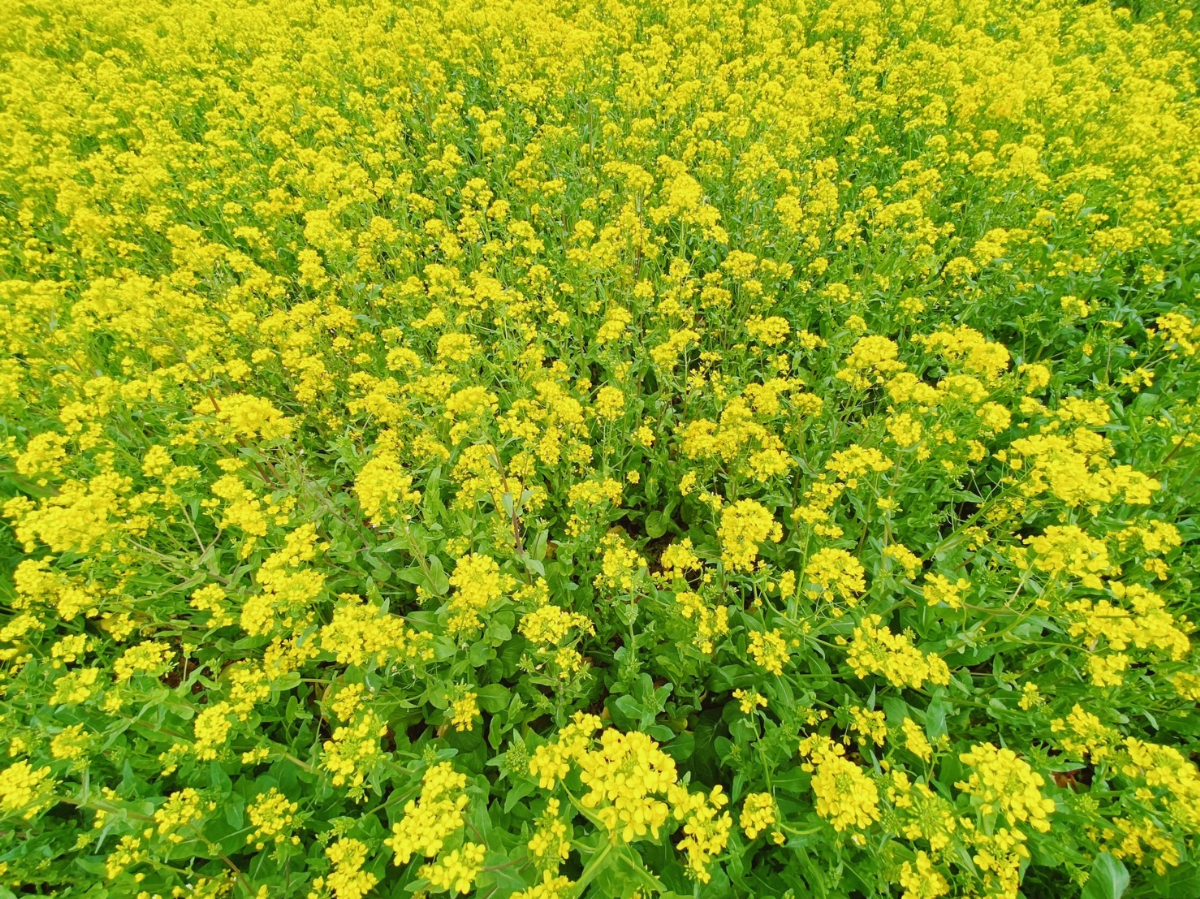 なかざわ夢くらぶ 菜の花畑 公益社団法人 相模原市観光協会ホームページ いい さがみはら