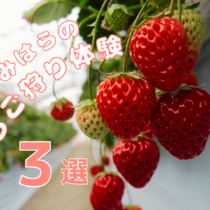 相模原のいちご狩り体験！3つの農園を徹底紹介